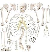 Myaskro® - Boneset For Medical Students (MBBS) , Bilateral , 96% ...