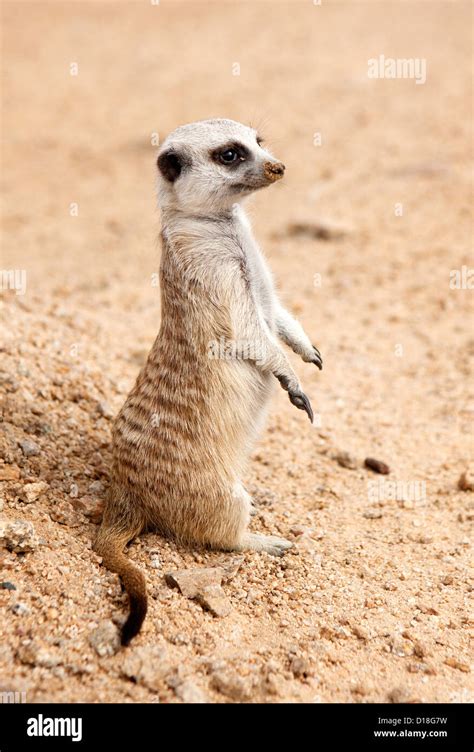 Image result for Raspberry Pi Suricate Tutorials