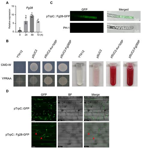 Proteomic Analysis of the Fusarium graminearum Secretory Proteins in ...