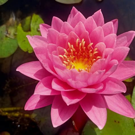Supranee Pink | Buy water lily in India | Lilypond Store