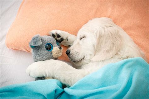 小狗图片-睡觉的小狗素材-高清图片-摄影照片-寻图免费打包下载