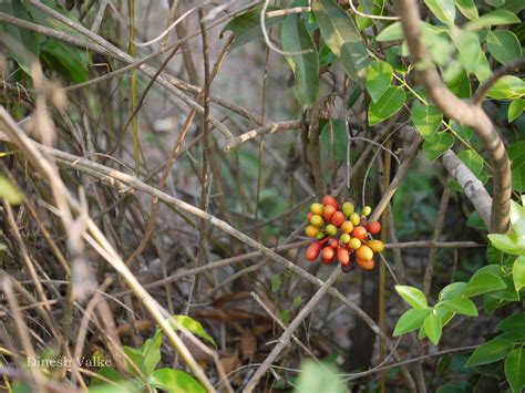 India Flora Online