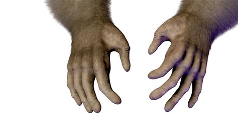 Opposable Thumb Emerges | TouchstoneTruth.com