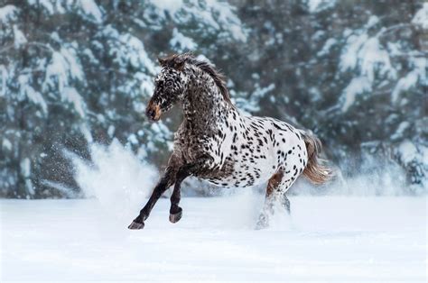 11 Lightning-Fast Horse Breeds You’ll Want To See