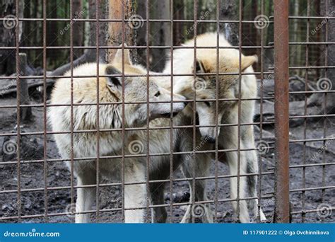Polar Wolf Behind Bars, Summer Color Canis Lupus Tundrarum. Breeding ...