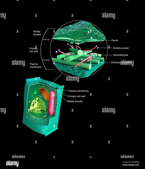Cellular Structure Examples 的图像结果