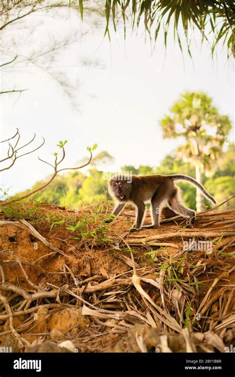 Pet Monkey Aggression 的图像结果