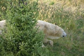 Image result for Toronto Zoo Polar Bear Made Out of All Sorts of Things