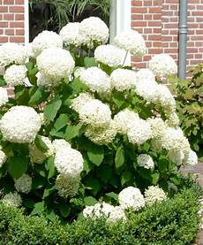 fiore a palla hortensia annabelle hortensia annabelle hydrangea fiore a palla hortensia annabelle hortensia annabelle hydrangea