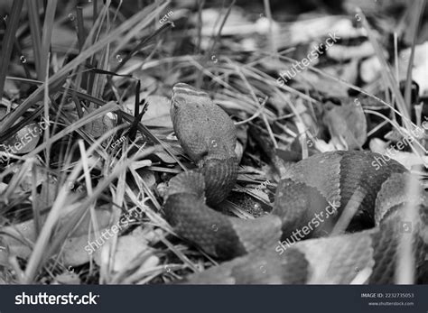 Venomous Copperhead Snake Black White Closeup Stock Photo 2232735053 | Shutterstock