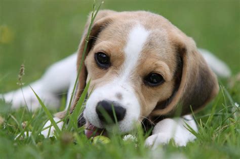 Animals 的图像结果