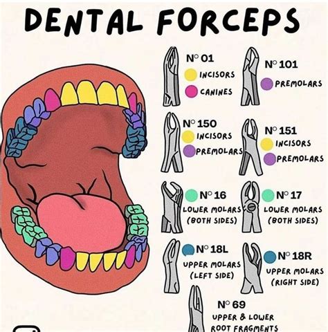Dental Forceps - MEDizzy