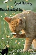 Image result for Good Morning with Cats