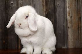 Image result for Little Holland Lop