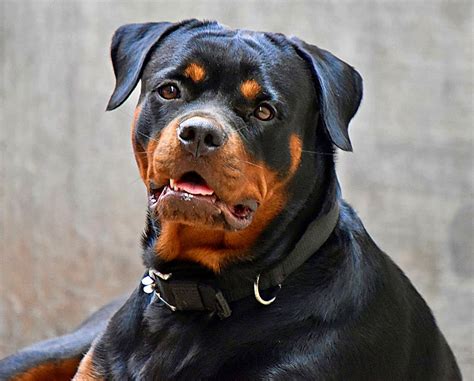 Training Guard Dogs for Protection 的图像结果