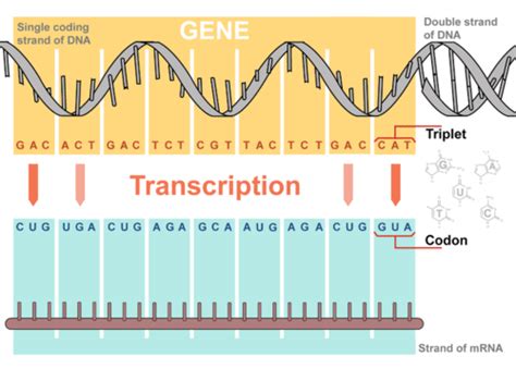 RNA Transcript 的图像结果