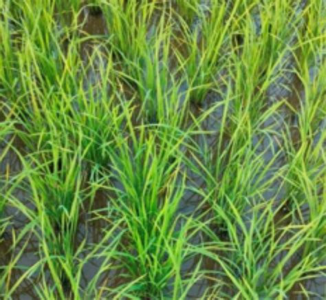 Lentigo™ - Now, let your fields belong only to paddy crop. | Herbicide ...