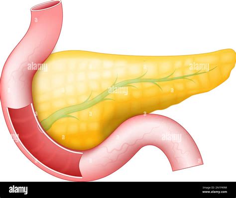 Pancreatic Duct Anatomy