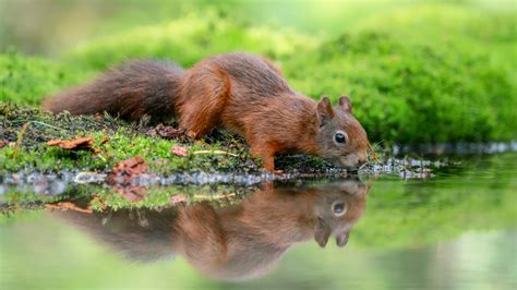 De novo - Definition and Examples | Biology Online