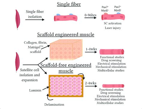 Image result for Skeletal Muscle Functional Unit