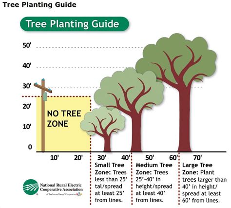 Image result for Tree Planting Guide