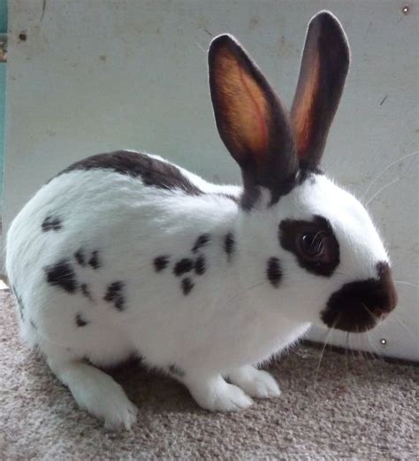 English Rabbits for sale | Pets4Homes | English spot rabbit, Pet bunny ...