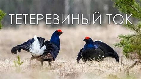 Тетеревиный ток весной - удивительная птица тетерев | Природа и ...