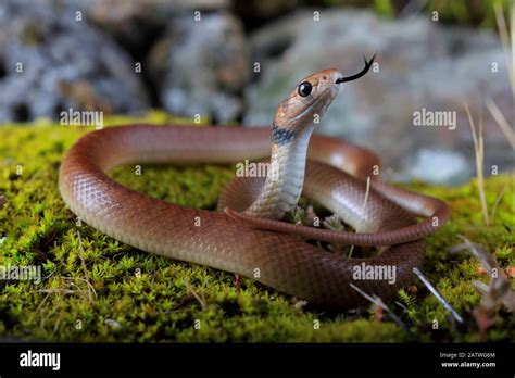 Image result for Program of Python C++