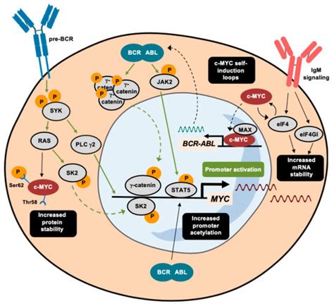 MYC’s Fine Line Between B Cell Development and Malignancy