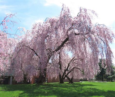 Weeping Cherry Blossom Tree