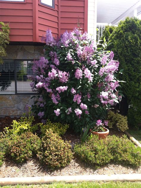 Plants: Discover 13 Jessob yard ideas | lilac bushes, front yard ...