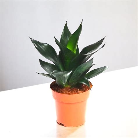 Buy Sansevieria Black Dragon - Snake Plant Online