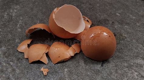 Image result for Outer Shell Egg