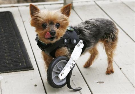 These 12 Photos Of Animals In Prosthetics Will Warn Your Heart