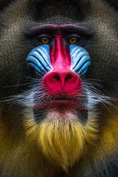 Image result for Colorful Primates