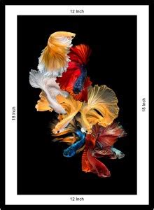 betta-fish-siamese-fighting-fish-isolated Paper Print - Animals posters ...