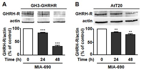 Antagonists of Growth Hormone-Releasing Hormone Inhibit the Growth of ...