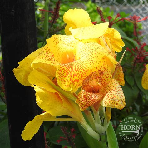 Giant & Tall Canna Bulbs & Plants | Towering Blooms for Bold Garden Color – Horn Canna Farm