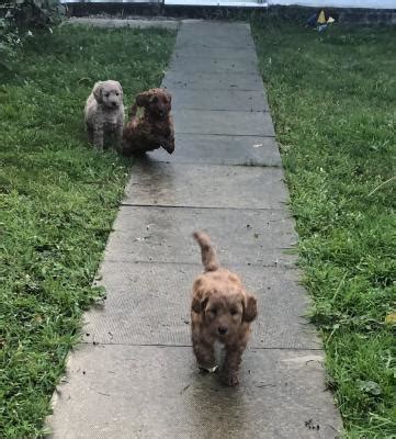 Image result for Beige Cockapoo