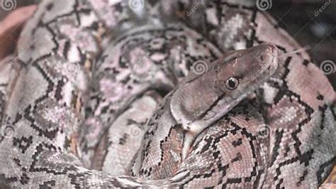 Image result for Non Venomous Snake Reticulated Python