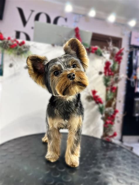 Yorkshire Terrier Puppy Haircuts Yorkie Haircuts And Yorkie Haircuts: