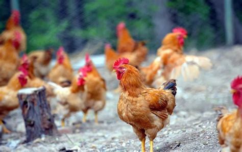 灌云：核桃林下生态养殖土鸡 效益可观年产值2.6亿元 - 养鸡新闻 - 第一农经网