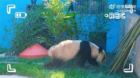 北京动物园：回京后，大熊猫“丫丫”目前身体状态平稳_生活_环境_微博