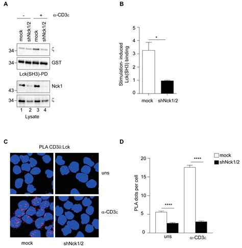 Cooperative Interaction of Nck and Lck Orchestrates Optimal TCR Signaling