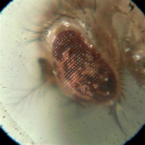 Image result for Using a USB Microscope to Study Mushrooms