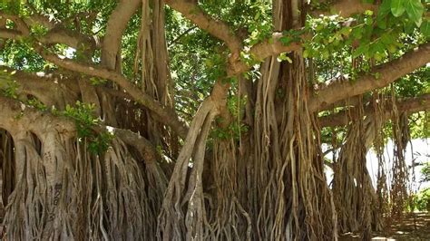 Banyan Tree Benefits: ડાયાબિટીસમાં લાભ કરે છે વડનું ઝાડ, જાણો તેના ...