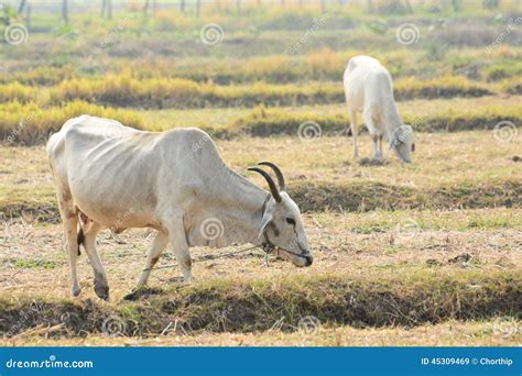 Local Breeds of Cattle Grazing in the Fields. Stock Image - Image of ...