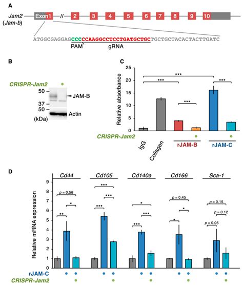 Soluble JAM-C Ectodomain Serves as the Niche for Adipose-Derived ...