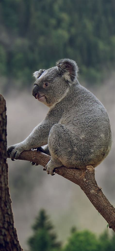 Cute koala bear on a treetop - About Wild Animals