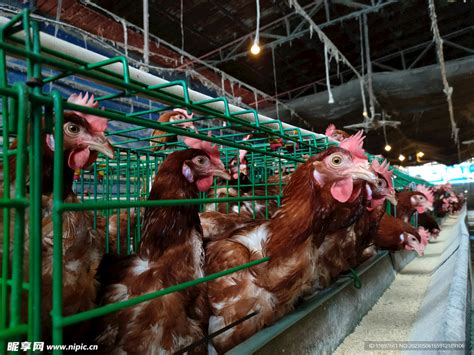 养鸡场的鸡高清图片下载-正版图片600201275-摄图网